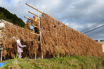 黒豆の天日干しの写真