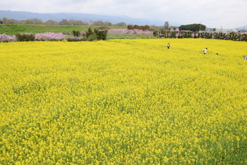 菜の花畑の写真