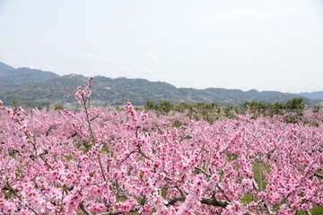 桃源郷の写真