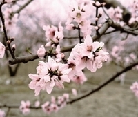桃の花の写真