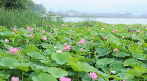 大賀ハスの咲く様子