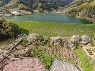 桜池