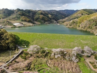 桜池