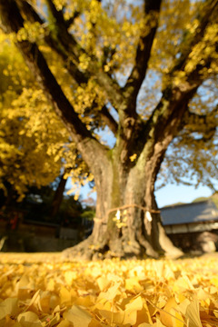 賀茂神社のいちょうの写真