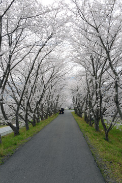 中津川桜の写真