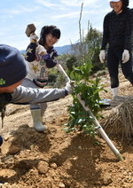 レモンの苗木植え写真2