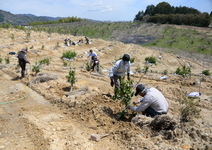レモンの苗木植え写真1